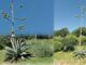 La maestosa fioritura dell'agave americana: il ciclo di vita di una pianta secolare, è a Porziano di Assisi